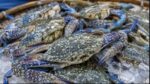 US crab ban threatens key export lifeline US crab ban threatens key export lifeline