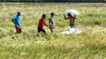 Projected Q2 palay harvest tempered by yield concerns Projected Q2 palay harvest tempered by yield concerns