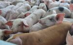 DA intensifies hog repopulation for food security DA intensifies hog repopulation for food security