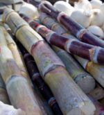 Sugar industry welcomes closure of bioethanol import loophole Sugar industry welcomes closure of bioethanol import loophole