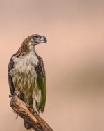 Can Leyte become the Philippine eagle’s comeback home? Can Leyte become the Philippine eagle’s comeback home?