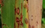 DA to mass-produce natural fungus vs sugarcane pest DA to mass-produce natural fungus vs sugarcane pest