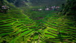 DA allocates funds and launches programs to preserve Ifugao rice terraces DA allocates funds and launches programs to preserve Ifugao rice terraces