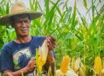 Sectors push corn as bioethanol feedstock amid fuel, food trade-off Sectors push corn as bioethanol feedstock amid fuel, food trade-off