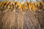 Rice, corn stockpiles rise ahead of harvest Rice, corn stockpiles rise ahead of harvest