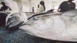 Tuna eyes find surprising path to superfoods Tuna eyes find surprising path to superfoods