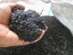 Rice husk helps dress a smarter future Rice husk helps dress a smarter future