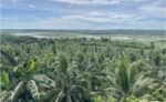 PCA seeks P1.26 billion to fund 100-million coconut replanting program PCA seeks P1.26 billion to fund 100-million coconut replanting program