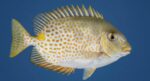 BFAR steps up danggit ot rabbitfish production nationwide BFAR steps up danggit ot rabbitfish production nationwide