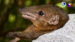 Tiny treeshrew delivers big clues about Mindanao’s forests Tiny treeshrew delivers big clues about Mindanao’s forests