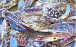 DA tightens rules on blue crab harvest for sustainability, export compliance DA tightens rules on blue crab harvest for sustainability, export compliance