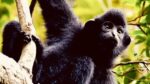 The green revolution could leave wildlife in the red The green revolution could leave wildlife in the red