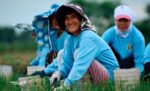 BPI BanKo, Jollibee Foundation expand financing pact supporting onion farmers BPI BanKo, Jollibee Foundation expand financing pact supporting onion farmers