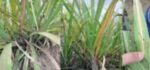Bukidnon stakeholders launch concentrated pesticide drive vs destructive sugar pest Bukidnon stakeholders launch concentrated pesticide drive vs destructive sugar pest