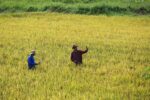 DA weighs import pause, price cap to protect local rice farmers DA weighs import pause, price cap to protect local rice farmers
