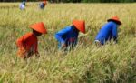DAR frees Bicol farmers from ₱418M debts, grants full land ownership DAR frees Bicol farmers from ₱418M debts, grants full land ownership