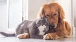 Pet nutrition drives Philippines premium pet food demand growth Pet nutrition drives Philippines premium pet food demand growth
