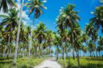 PCA, Mitsui team up to test nanotechnology for coconut farms PCA, Mitsui team up to test nanotechnology for coconut farms