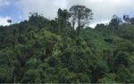 Forest policy targets P38T value, draws investors Forest policy targets P38T value, draws investors