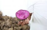 Beyond purple: UPLB researchers identify top ube varieties to power global success Beyond purple: UPLB researchers identify top ube varieties to power global success