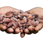 First commercial shipment of Philippine fermented cacao beans heads to New Zealand First commercial shipment of Philippine fermented cacao beans heads to New Zealand