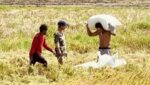 Record Q2 palay harvest masks looming El Niño risks Record Q2 palay harvest masks looming El Niño risks