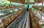 Japan poultry imports resume as DA lifts disease ban Japan poultry imports resume as DA lifts disease ban
