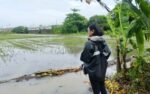 Agri damage from habagat, 3 storms hits ₱1.79B Agri damage from habagat, 3 storms hits ₱1.79B