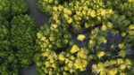 ₱38 trillion forest plan to create jobs, boost rural livelihoods ₱38 trillion forest plan to create jobs, boost rural livelihoods