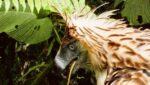 PH eagle Lakpue loses talon, but not fight PH eagle Lakpue loses talon, but not fight