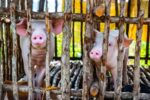 Philippine hog output rises as farmgate prices plunge Philippine hog output rises as farmgate prices plunge