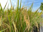 Climate-ready rice fights floods, salt threats Climate-ready rice fights floods, salt threats