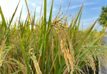 Rice harvests seen to drop by million metric tons amid weather and cost pressures