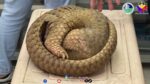 Rescued pangolin safely turned over to wildlife authorities for rehabilitation Rescued pangolin safely turned over to wildlife authorities for rehabilitation