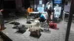 DENR cracks down illegal wildlife trade: 55 traders apprehended, 339 animals seized in 2026 operations DENR cracks down illegal wildlife trade: 55 traders apprehended, 339 animals seized in 2026 operations