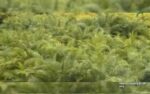 DA pushes palm oil expansion to cut imports, boost economy and support cleaner fuels DA pushes palm oil expansion to cut imports, boost economy and support cleaner fuels