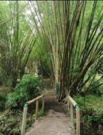 Zamboanga’s 25-year-old bamboo grove: A living gift grown for generations to come Zamboanga’s 25-year-old bamboo grove: A living gift grown for generations to come