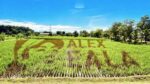 DA – PhilRice honors Alex Eala with a rice-field tribute in Nueva Ecija DA – PhilRice honors Alex Eala with a rice-field tribute in Nueva Ecija