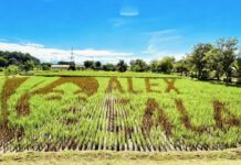 DA – PhilRice honors Alex Eala with a rice-field tribute in Nueva Ecija