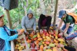Davao farmers rise from low-value crops to global cacao acclaim Davao farmers rise from low-value crops to global cacao acclaim