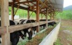 DA taps millet as feed alternative as boost to carabao, dairy sector DA taps millet as feed alternative as boost to carabao, dairy sector