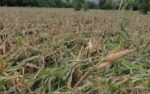 El Niño farm damage hits P6.87B; food costs set to rise El Niño farm damage hits P6.87B; food costs set to rise