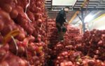 BOC seeks lookout order vs 13 over onion, carrot smuggling BOC seeks lookout order vs 13 over onion, carrot smuggling