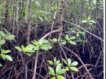 Dapitan mangroves hide a massive carbon vault Dapitan mangroves hide a massive carbon vault