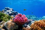 Probiotics could help corals survive ocean heatwaves Probiotics could help corals survive ocean heatwaves
