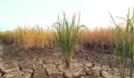₱9.7 billion activated to tackle El Niño threat, high fuel prices ₱9.7 billion activated to tackle El Niño threat, high fuel prices
