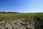 Dry spell escalates agri losses to P8.57 billion Dry spell escalates agri losses to P8.57 billion