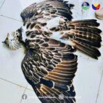 Probe launched into Philippine Eagle death in Misamis Oriental Probe launched into Philippine Eagle death in Misamis Oriental