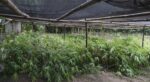 DENR pushes bamboo plantations as shields vs El Nino DENR pushes bamboo plantations as shields vs El Nino