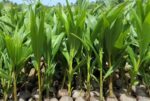 Food and beverage manufacturers donate coconut seedlings Food and beverage manufacturers donate coconut seedlings